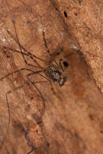 Media type: image; Invertebrate Zoology 29238